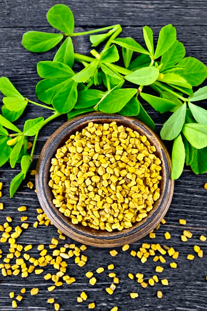 Fenugreek